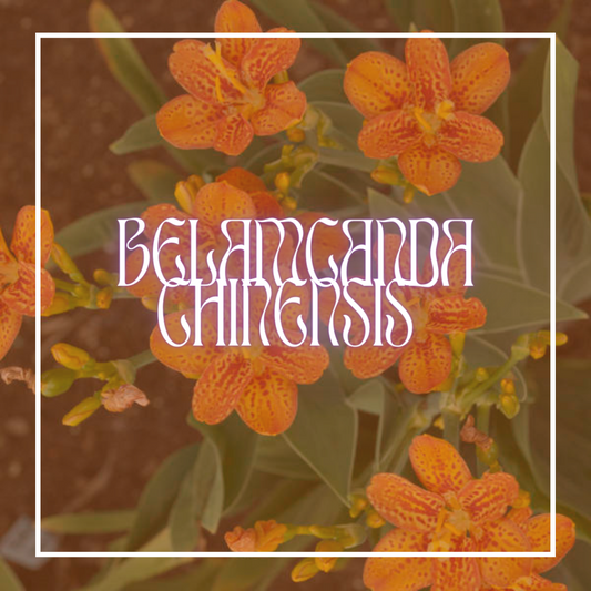 Blackberry Lily (Belamcanda Chinensis Freckle Face)