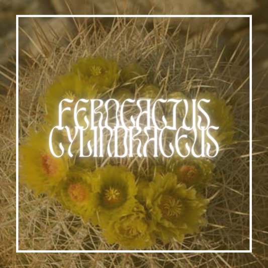 California Barrel Cactus (Ferocactus Cylindraceus)