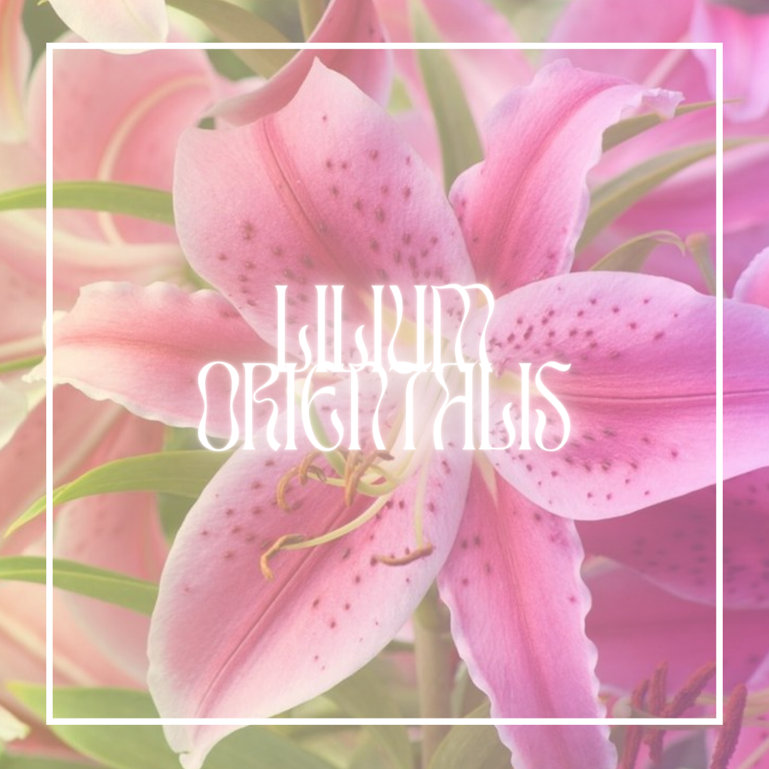 Stargazer Lily (Lilium Orientalis)