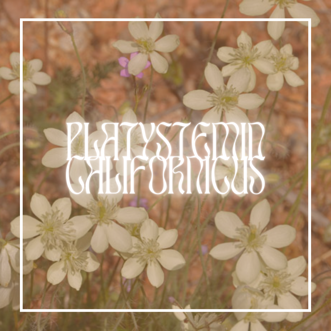 Cream Cups (Platystemin Californicus)