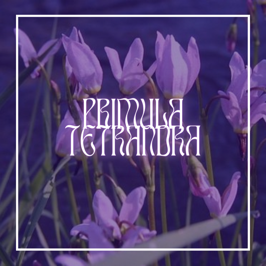 Alpine Shooting Star (Primula Tetrandra)