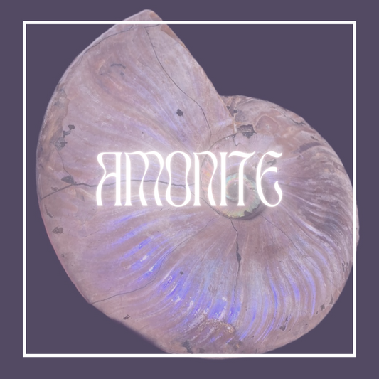 Amonite