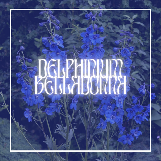 Waltz Delphinium (Delphinium Belladonna)