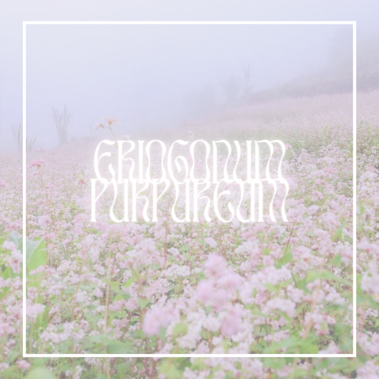 Purple Buckwheat (Eriogonum Purpureum)