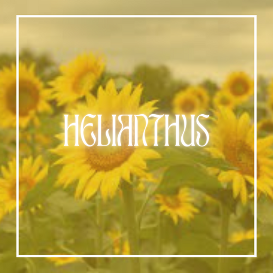 Sunflower (Helianthus)