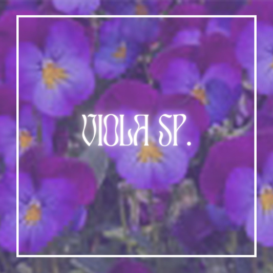 Blue Elf Viola (Viola sp.)